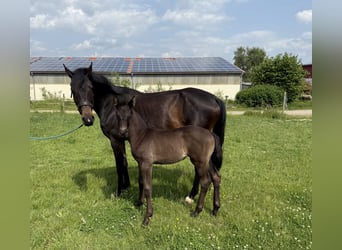 KWPN, Stute, , Dunkelbrauner