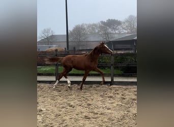 KWPN, Stute, Fohlen (03/2025), Fuchs