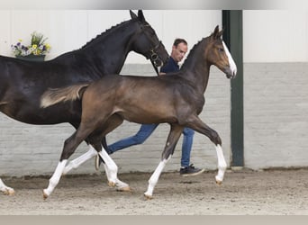 KWPN, Stute, Fohlen (03/2026), Palomino