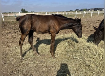 KWPN, Stute, Fohlen (04/2026), Rappe
