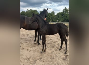 KWPN, Stute, Fohlen (04/2025), Rappe