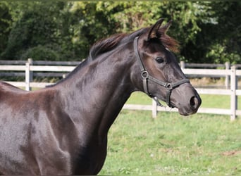 KWPN, Stute, Fohlen (03/2026), Rappe