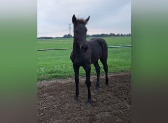 KWPN, Stute, Fohlen (05/2026), Rappe