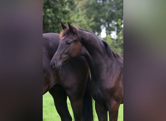 KWPN, Stute, Fohlen (04/2024), Schwarzbrauner