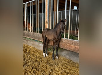 KWPN, Stute, Fohlen (04/2026), Schwarzbrauner