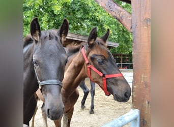 KWPN, Stute, Fohlen (05/2025), Schwarzbrauner