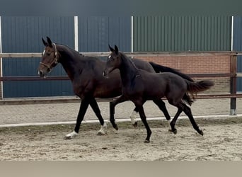KWPN, Stute, Fohlen (05/2026), Schwarzbrauner