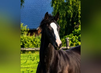 KWPN, Unbekannt, 1 Jahr, 173 cm, Dunkelfuchs