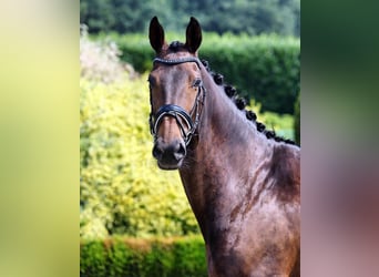 KWPN, Unknown, 17 years, 16,2 hh, Smoky-Black