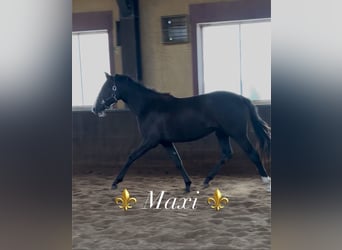 KWPN, Unknown, 1 year, 17 hh, Chestnut