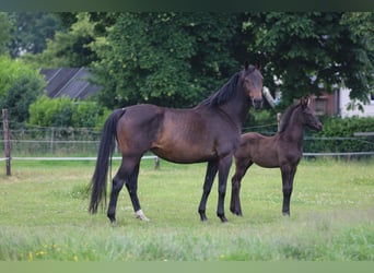KWPN, Unknown, 22 years, 16 hh, Bay-Dark