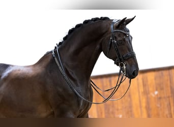 KWPN, Valack, 10 år, 168 cm, Svart