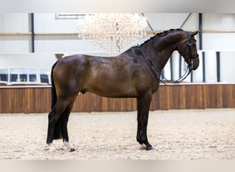 KWPN, Valack, 10 år, 173 cm, Mörkbrun