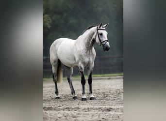 KWPN, Valack, 11 år, 166 cm, Grå