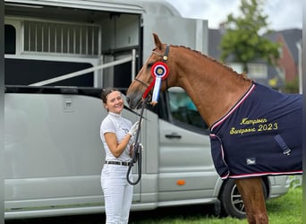 KWPN, Valack, 11 år, 170 cm, fux