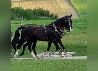 KWPN, Valack, 12 år, 168 cm, Svart