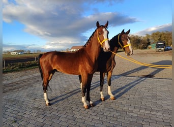 KWPN, Valack, 3 år, 158 cm, Brun
