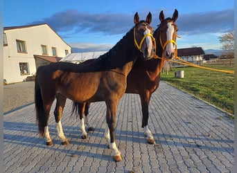KWPN, Valack, 3 år, 158 cm, Brun