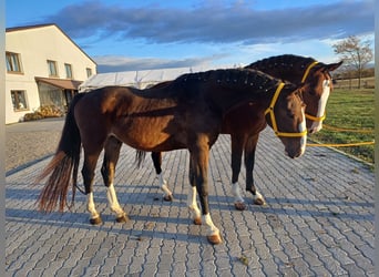 KWPN, Valack, 3 år, 158 cm, Brun