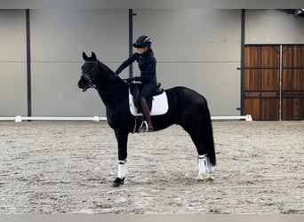 KWPN, Valack, 3 år, 164 cm, Svart