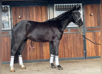 KWPN, Valack, 3 år, 164 cm, Svart
