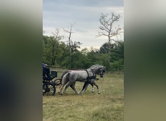 KWPN, Valack, 4 år, 158 cm, Grå
