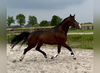 KWPN, Valack, 4 år, 163 cm, Mörkbrun