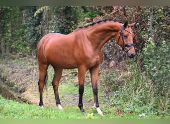 KWPN, Valack, 4 år, 164 cm, Brun