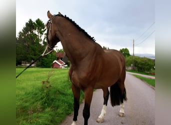 KWPN, Valack, 4 år, 180 cm, Brun