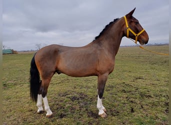 KWPN, Valack, 5 år, 164 cm, Brun