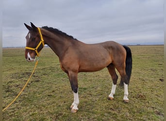 KWPN, Valack, 5 år, 164 cm, Brun