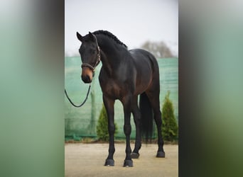 KWPN, Valack, 5 år, 171 cm, Mörkbrun