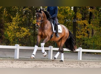 KWPN, Valack, 5 år, 173 cm, Brun