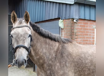 KWPN, Valack, 5 år, 175 cm, Braunfalbschimmel