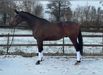 KWPN, Valack, 5 år, 175 cm, Brun