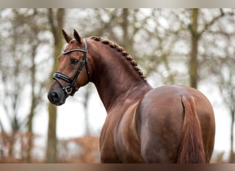 KWPN, Valack, 6 år, 170 cm, Brun