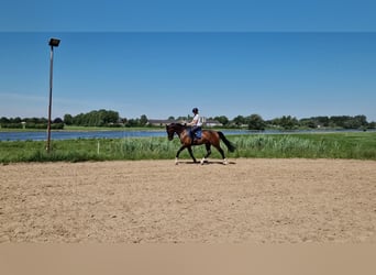 KWPN, Valack, 6 år, 175 cm