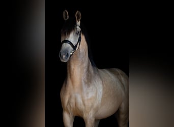 KWPN, Valack, 7 år, 163 cm, Gulbrun