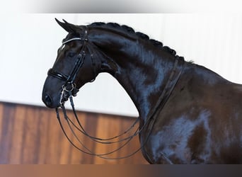 KWPN, Valack, 7 år, 165 cm, Svart