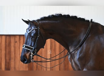 KWPN, Valack, 7 år, 170 cm, Mörkbrun