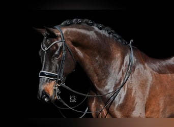 KWPN, Valack, 7 år, 170 cm, Mörkbrun