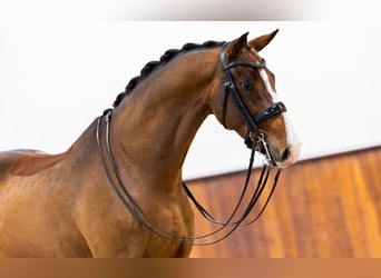 KWPN, Valack, 9 år, 170 cm, Brun