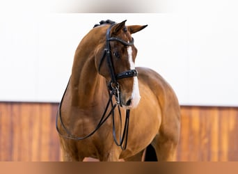 KWPN, Valack, 9 år, 170 cm, Brun