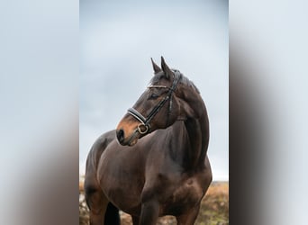 KWPN, Valack, 9 år, 170 cm, Rökfärgad svart