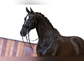 KWPN, Valack, 9 år, 172 cm, Svart
