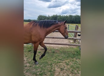 KWPN, Valack, 9 år, 175 cm, Brun