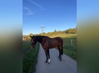 KWPN, Wałach, 10 lat, 166 cm, Gniada