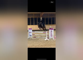 KWPN, Wałach, 10 lat, 166 cm, Gniada