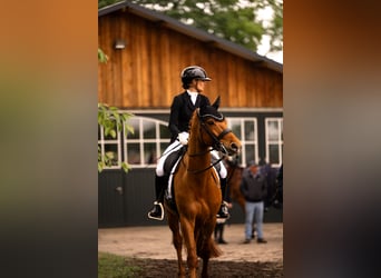 KWPN, Wałach, 10 lat, 166 cm, Kasztanowata