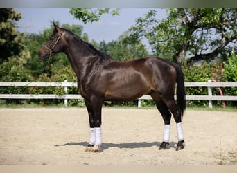 KWPN, Wałach, 10 lat, 167 cm, Ciemnogniada